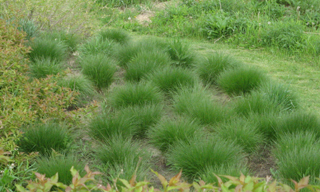 prairie dropseed